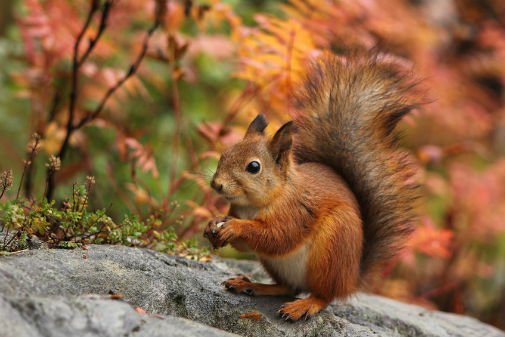 red squirrels