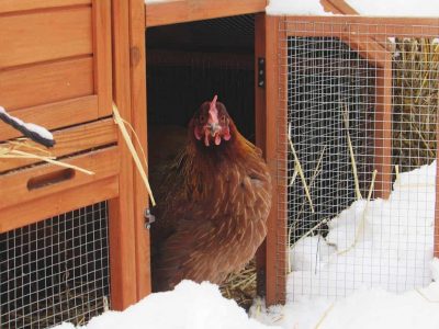 A chicken coop in winter