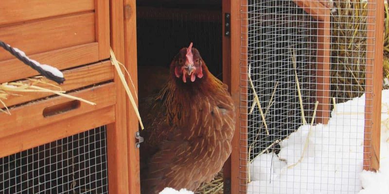 A chicken coop in winter