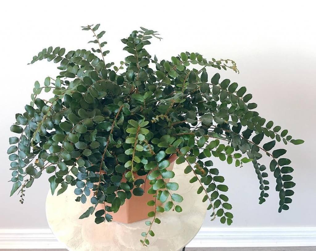 Button Fern