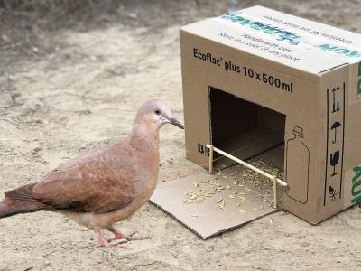 Catch a Bird with a Box