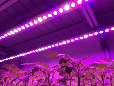 Grow Light