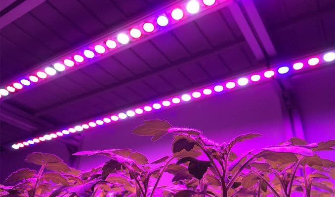 Grow Light