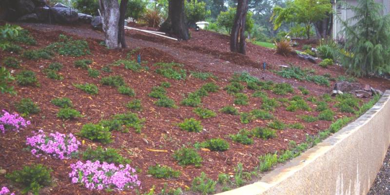 Hillside Erosion Control