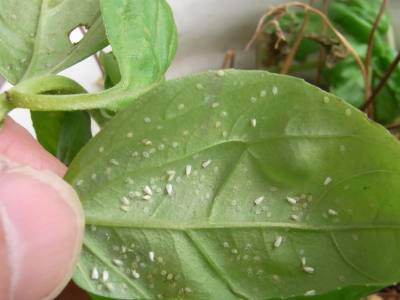 House Plant Bug Identification