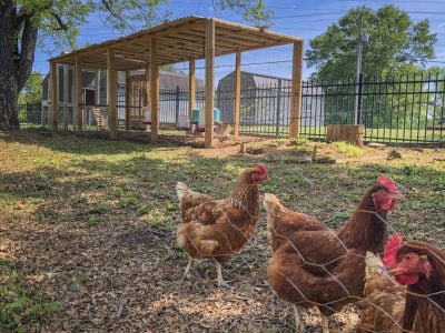 How Far from Your House Should You Put a Chicken Coop