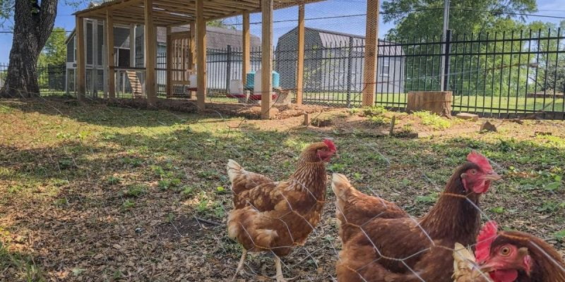 How Far from Your House Should You Put a Chicken Coop