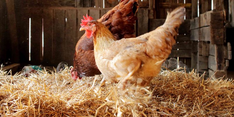 How To Keep Predators from Digging Under the Chicken Coop