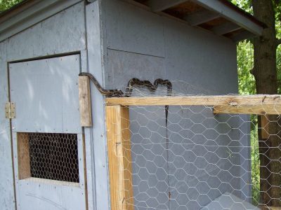 How to Keep Snakes Out of Chicken Coop