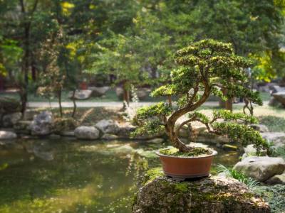 Sequoia Bonsai Tree