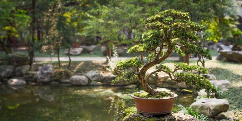 Sequoia Bonsai Tree