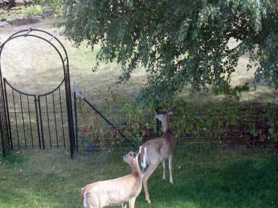 Smart Ways to Garden When You Have Deer