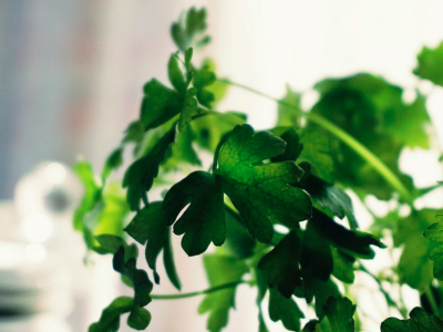 Stem and Root of Coriander