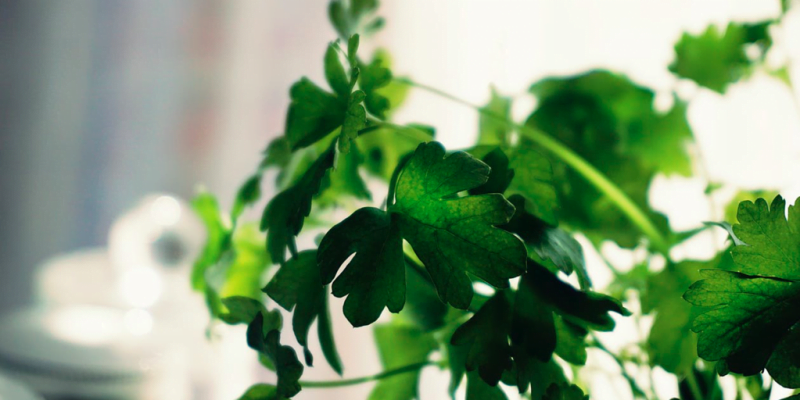 Stem and Root of Coriander