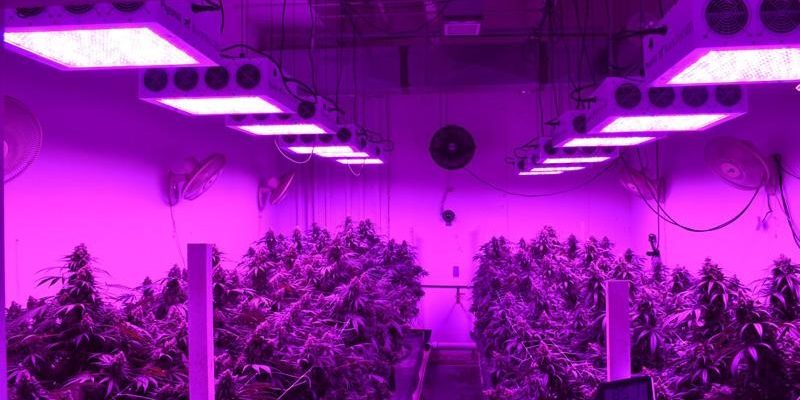 What Color Light Do Plants Grow Best in