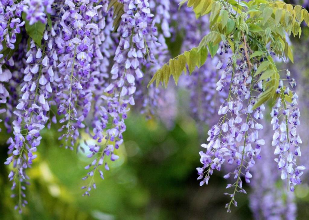 Wisteria