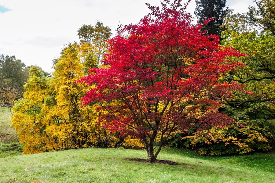 japanese maple