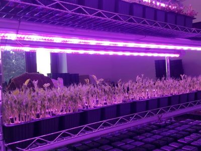 Are Led Grow Light Dangerous for Plants