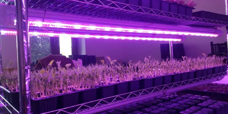 Are Led Grow Light Dangerous for Plants