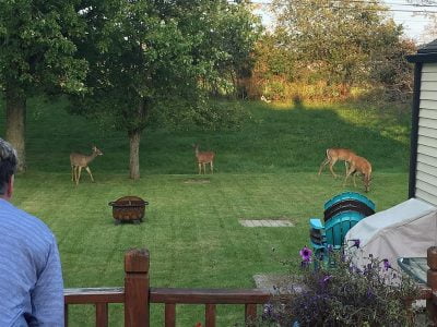 Deer in backyard