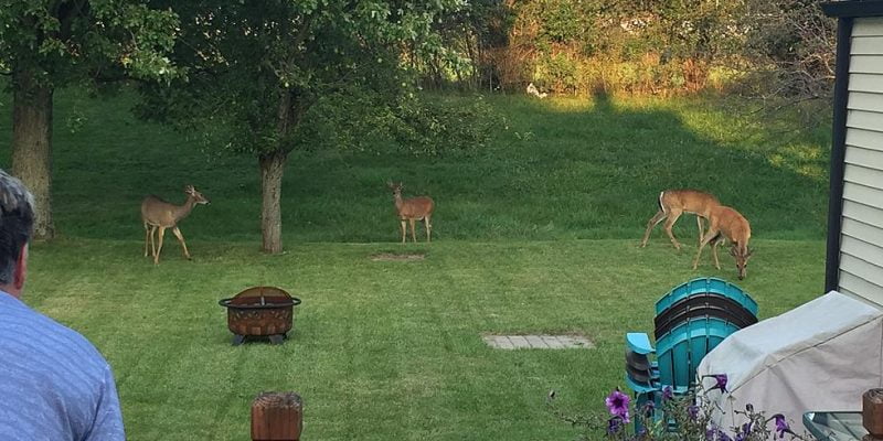 Deer in backyard