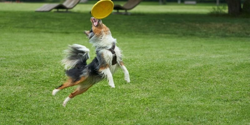 How To Select Competition Discs for Your Frisbee Dog