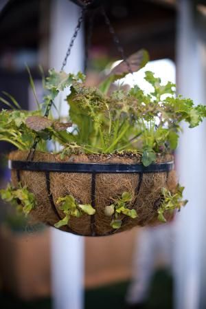 Lettuce Hanging Basket