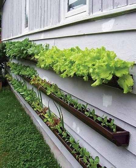 Rain Gutter Gardens