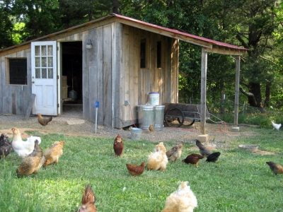 Tips for Winterizing Your Chicken Coop