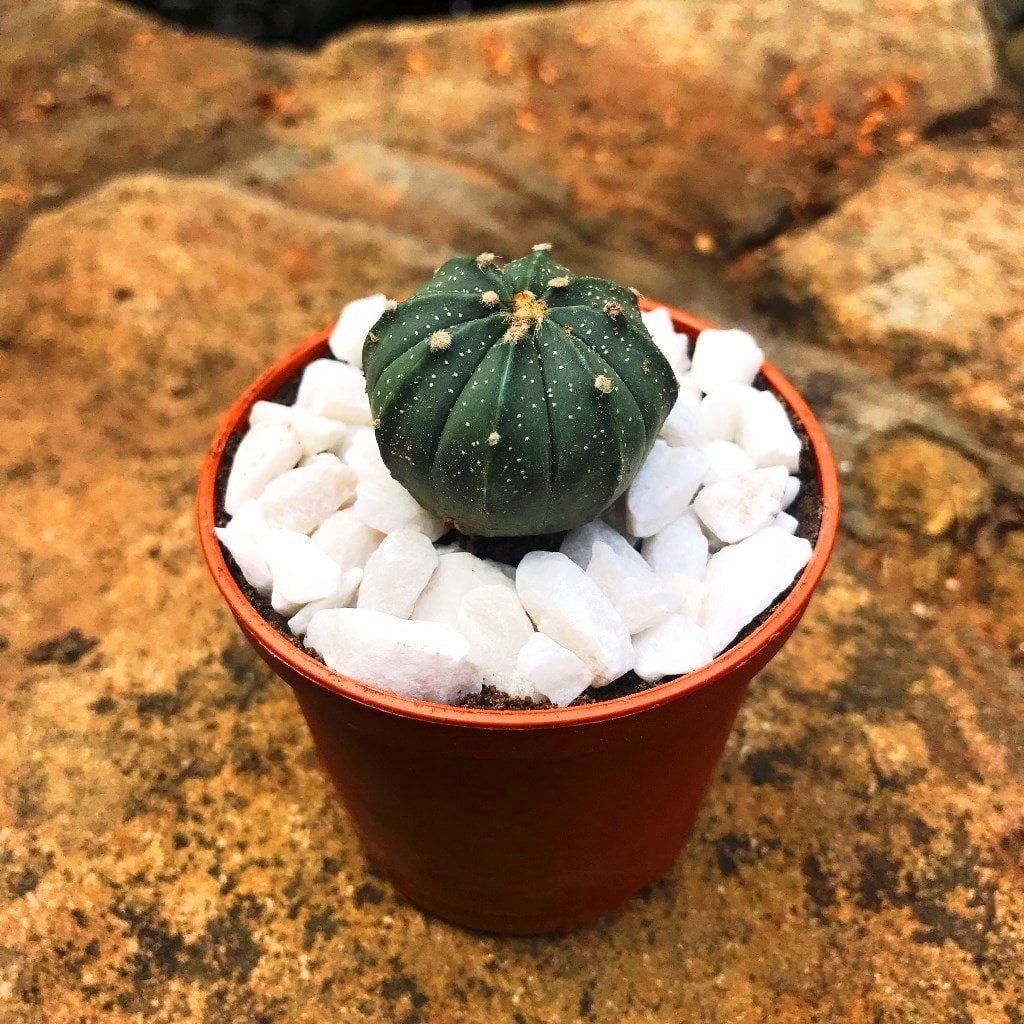 Astrophytum Asterias