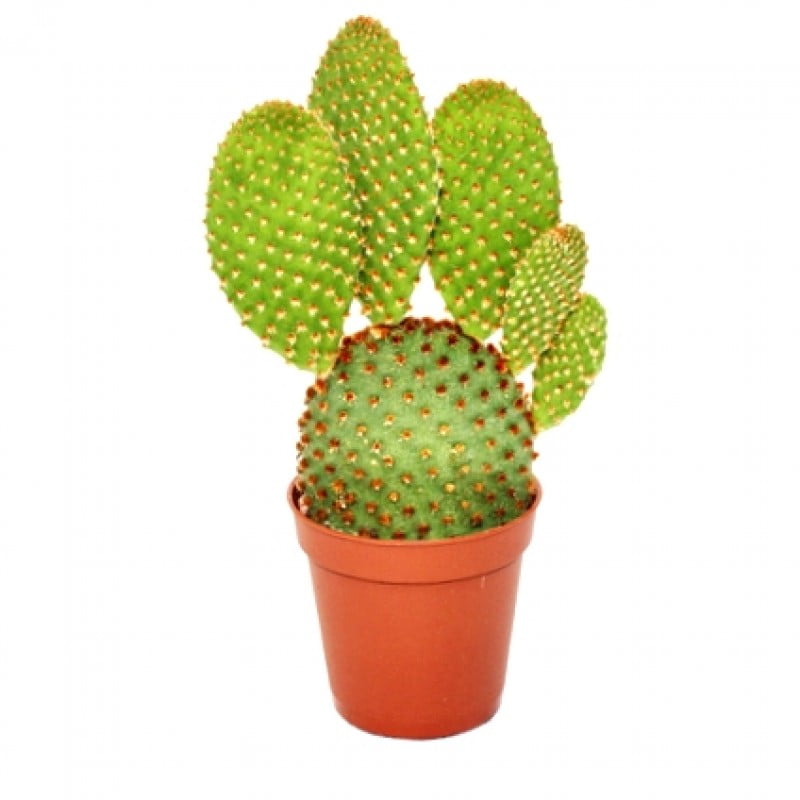 Bunny Ears Cactus