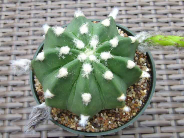 Easter Lily Cactus