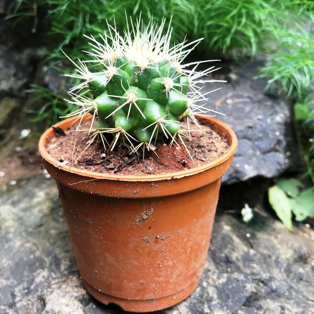 Ehinocactus