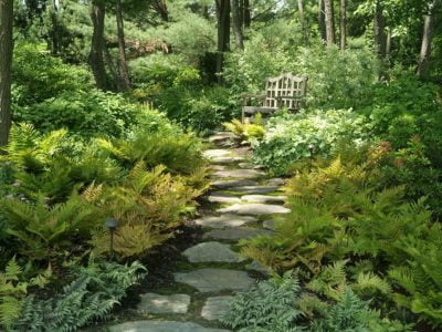 Expensive Plants for Your Woodland Garden