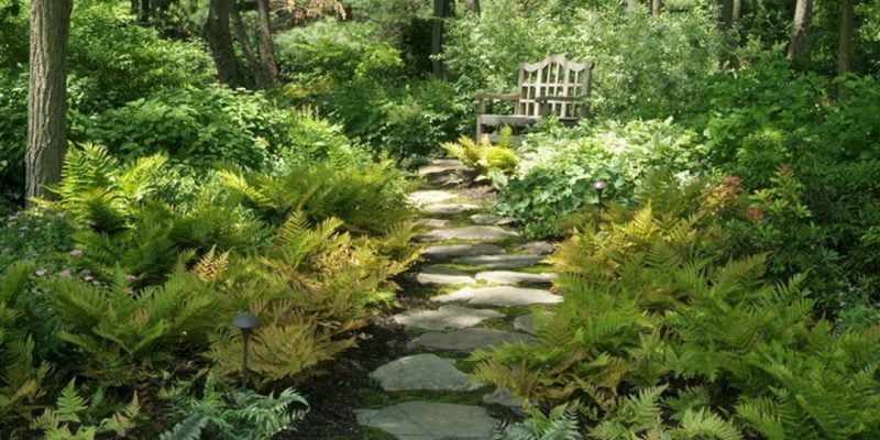 Expensive Plants for Your Woodland Garden