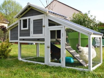 How Much Do Chicken Coop Cost