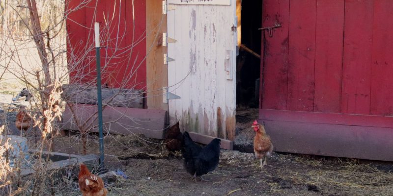 How Often Should You Move a Chicken Coop