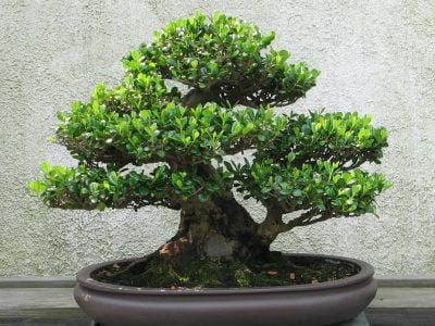 How To Prune Sequoia Bonsai