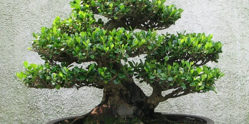 How To Prune Sequoia Bonsai