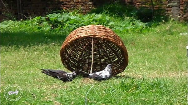 How to Catch a Pigeon or a Bird in a Trap