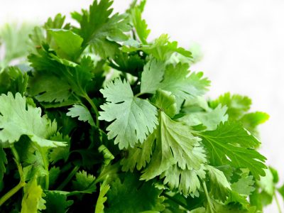 How to Grow Cilantro or Coriander