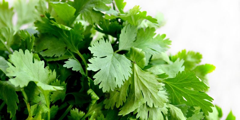 How to Grow Cilantro or Coriander