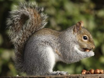 Is It Safe to Eat Urban Squirrels