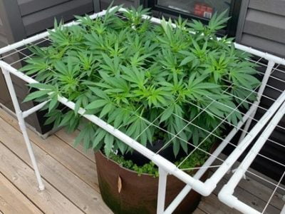 Is it bad to grow weed with Miracle-Gro