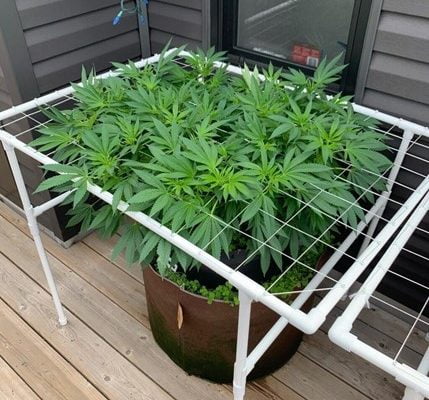 Is it bad to grow weed with Miracle-Gro