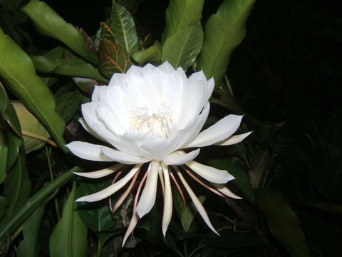 Kadupul Flower