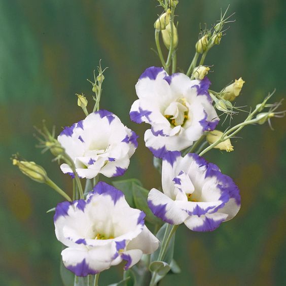 Lisianthus