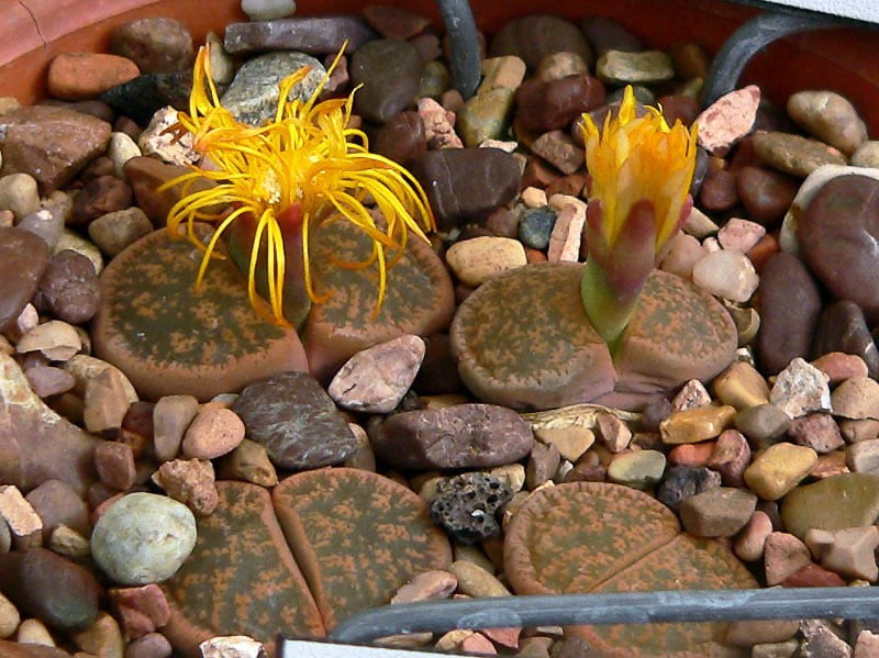 Lithops for small terrariums