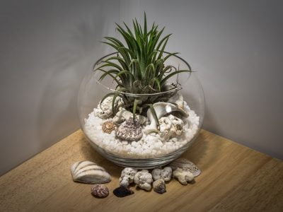 Low Light Terrarium Plant Collection