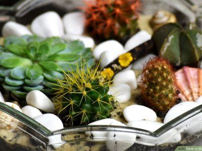 Make a Cactus Terrarium